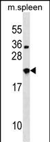 NXPH3 (N-term)