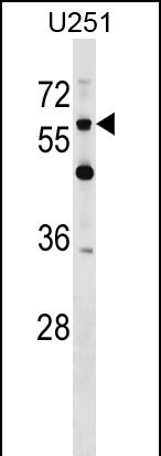 CSPG5