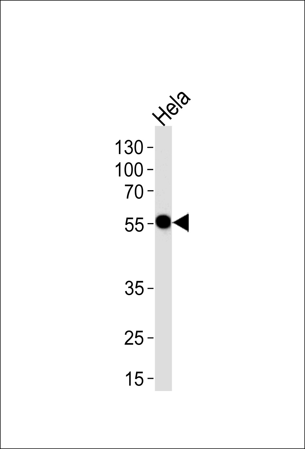 DDX6
