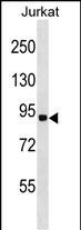 RNF10 (N-term)