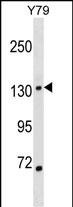 SALL1 (N-term)