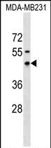 RNFT1 (N-term)
