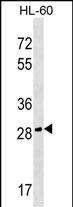CGREF1