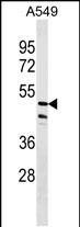 ZNF708 (N-term)