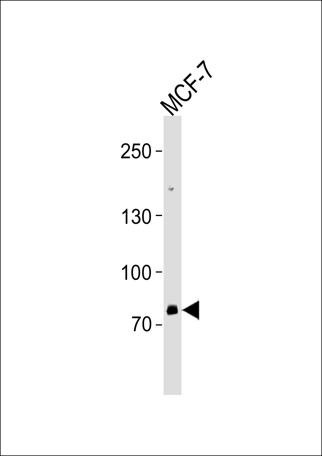 ZNF483