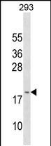 GAGE3 (N-term)