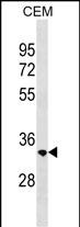 RAB40C