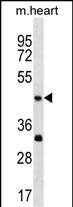 Mouse Actl7b