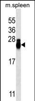 CD3