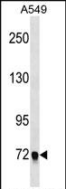EPB41L5