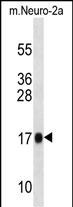 Mouse Rpl13a (N-term)