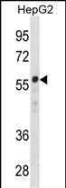 ZNF276(Center)