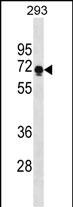 PRR14(C-term)