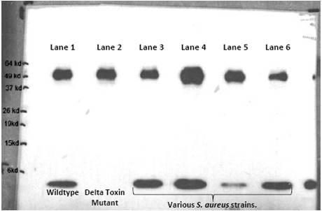 S. Aureus Delta Hemolysin