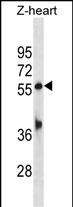 Zebrafish Tead1b