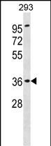 ATP6AP2