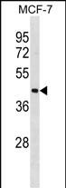 ILF2 (N-term)