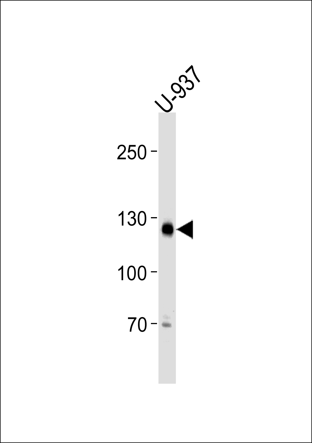 SGOL2