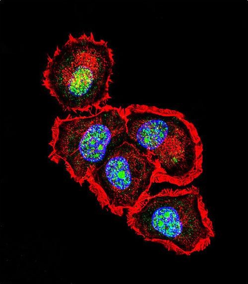 Rabbit Polyclonal Antibody to SRC (N-term)
