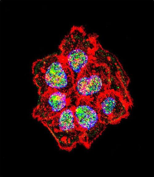 Rabbit Polyclonal Antibody to SRC (N-term)