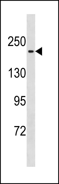Mouse Mast1