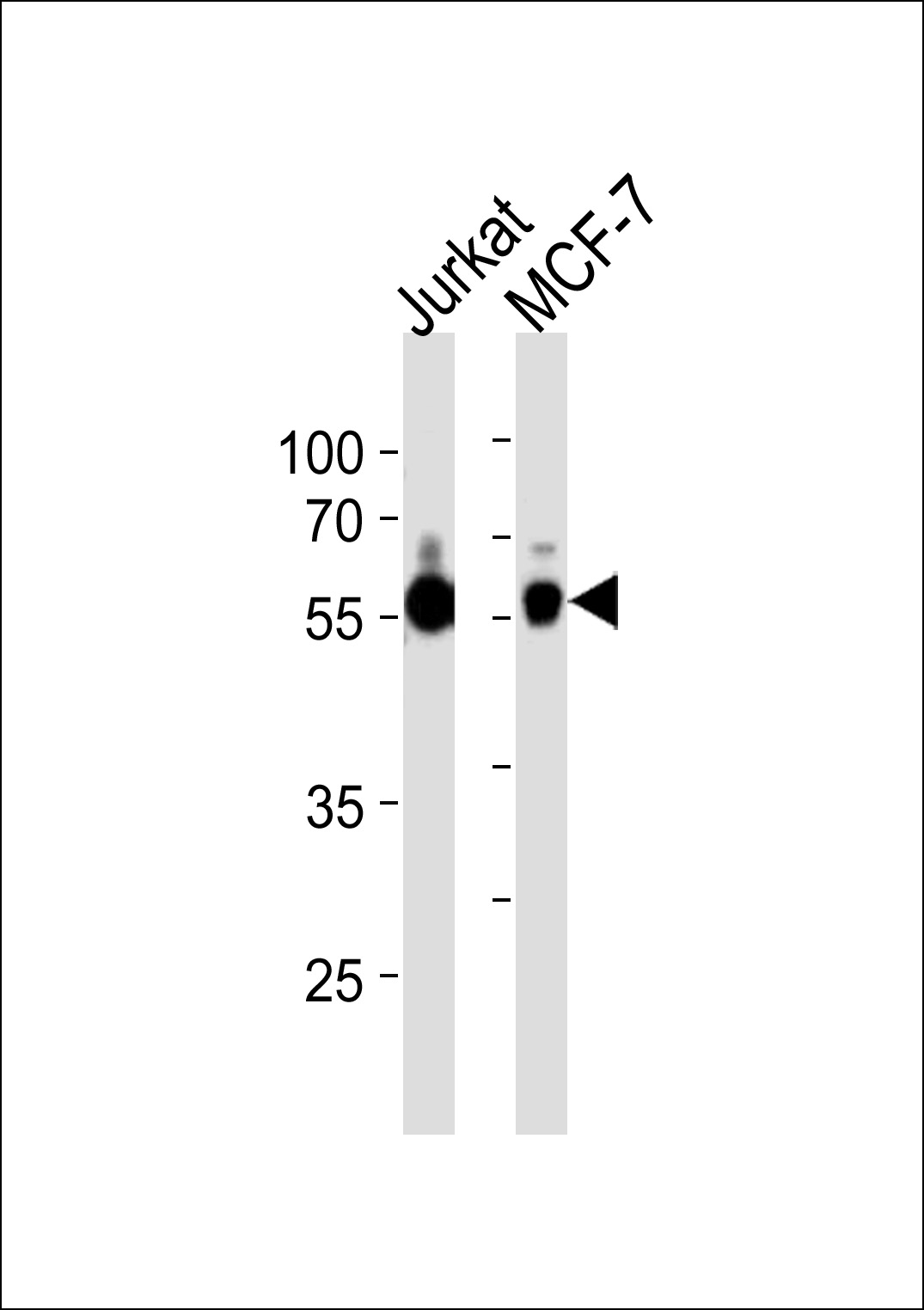 ZNF434