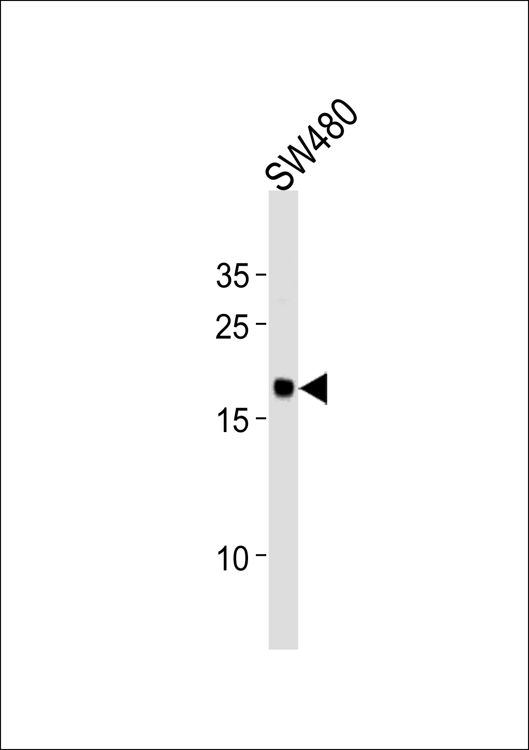 RPL29