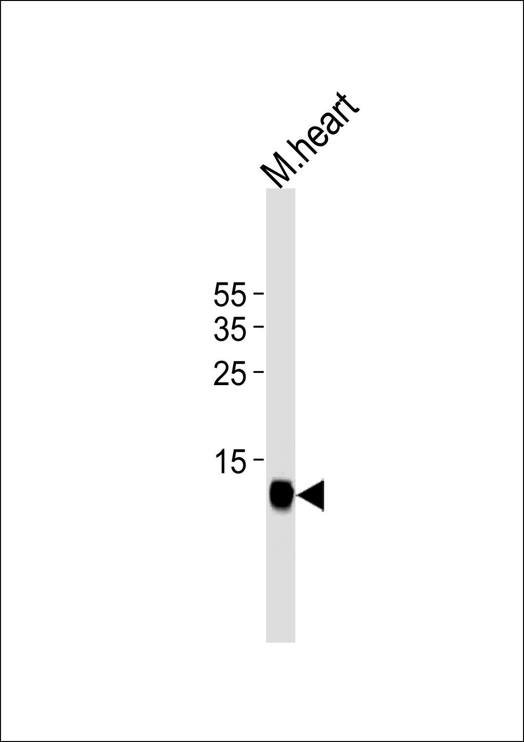 FAPB3(Ascites)
