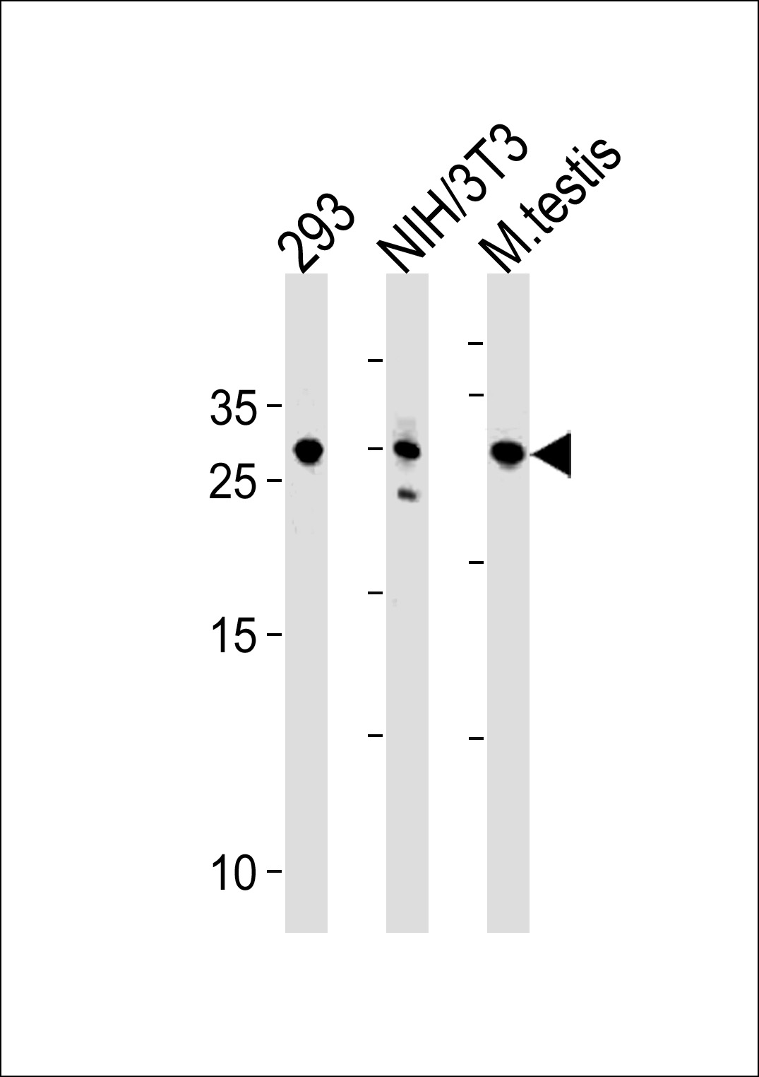 RNF166