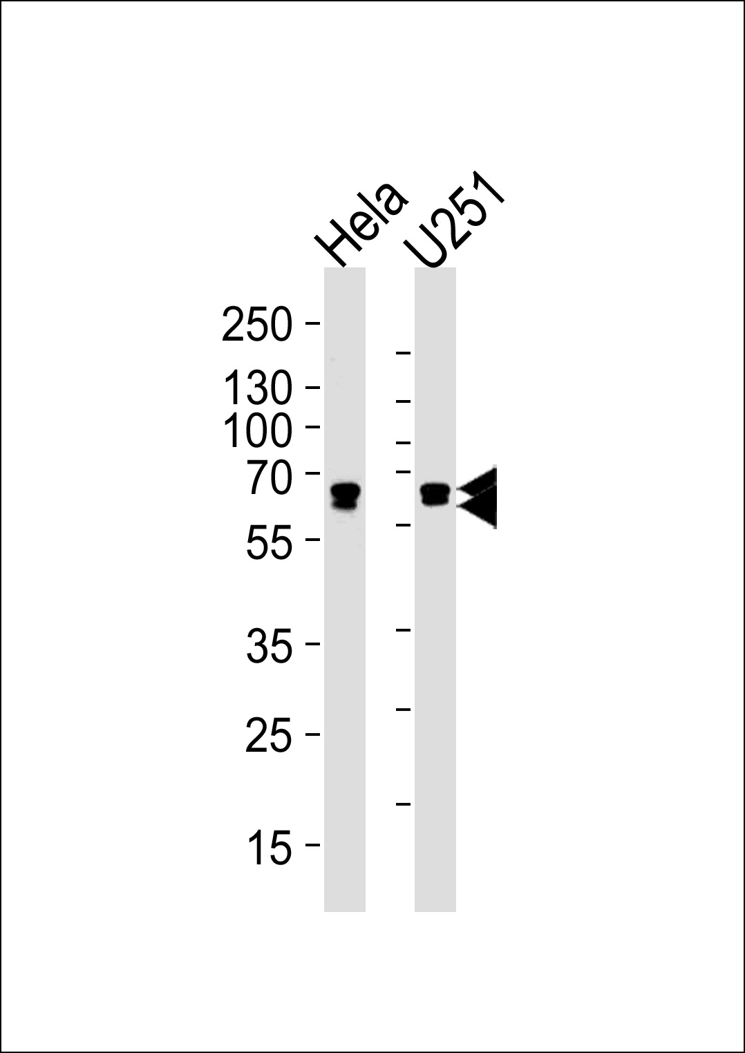 FUBP3 (N-term)