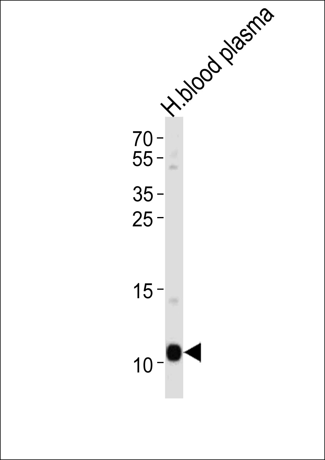 APOA2