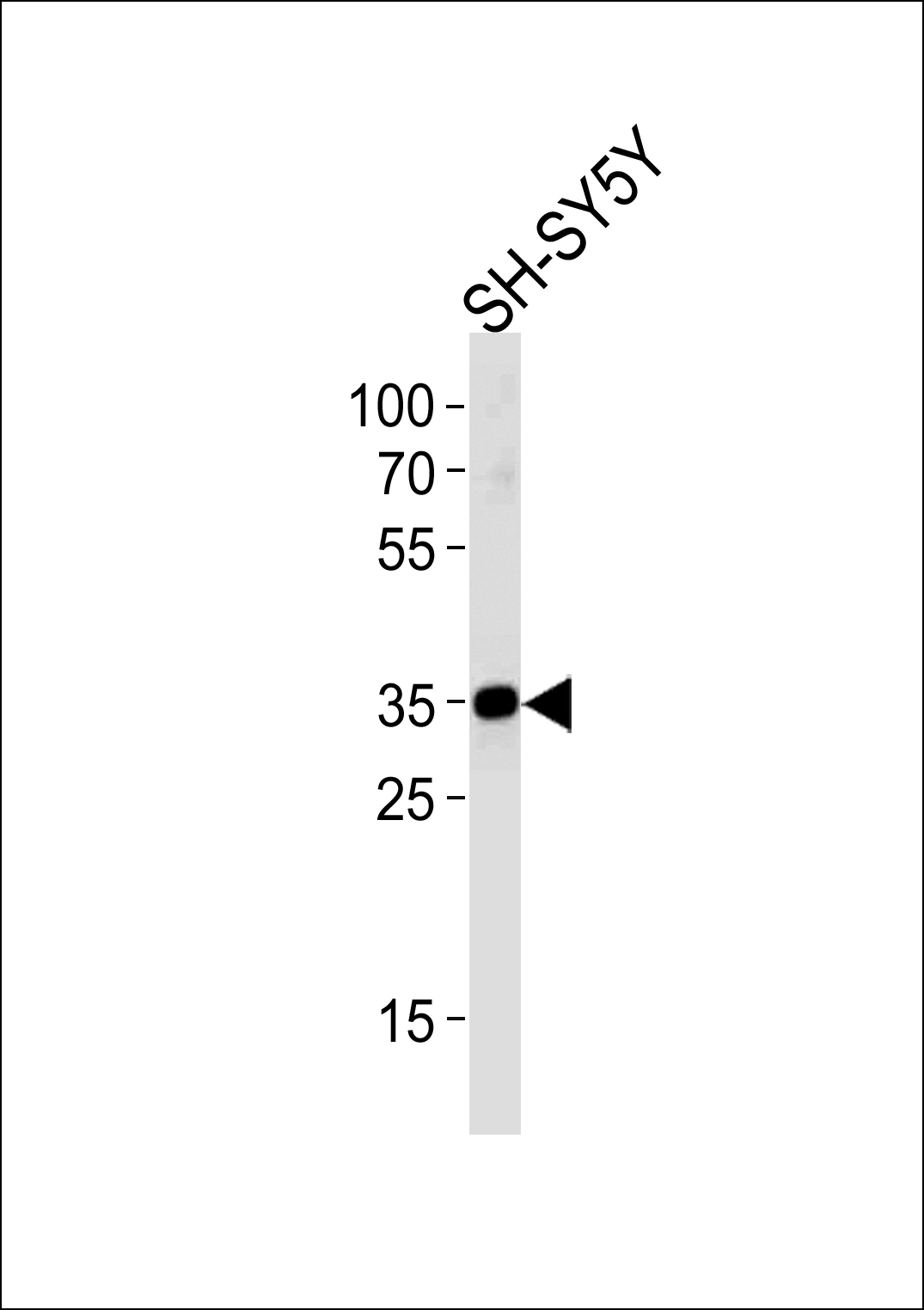 STX1B (N-term)