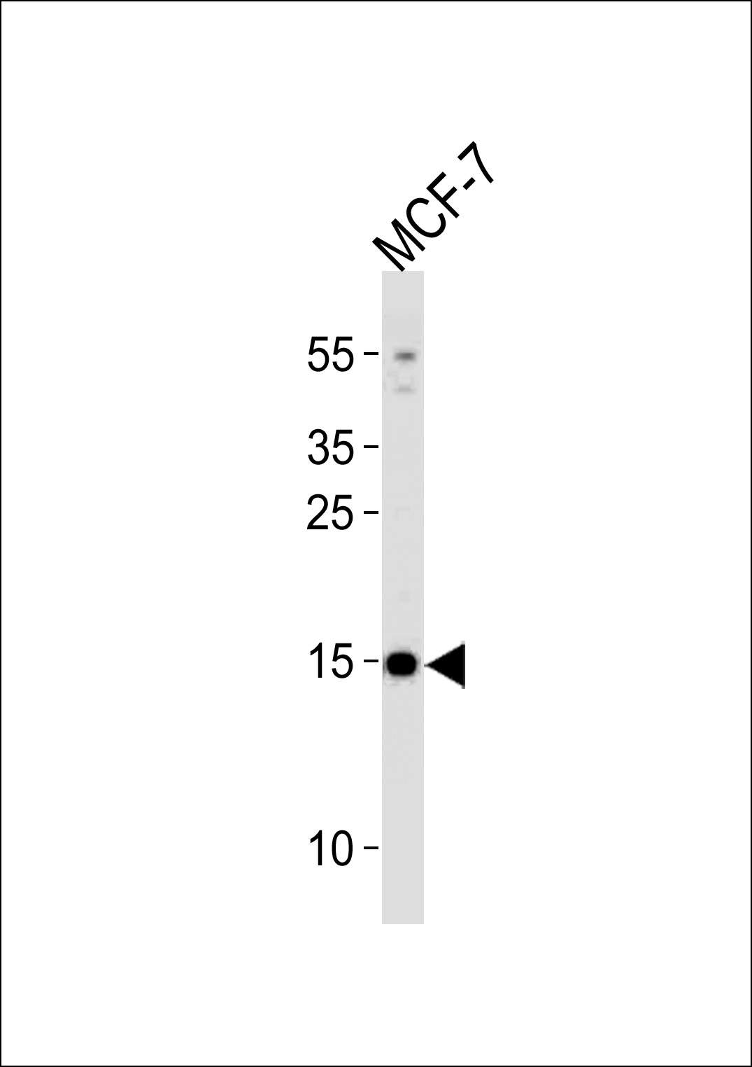 POLR2J3 (N-term)