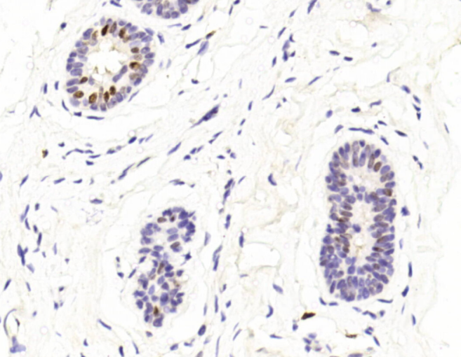 Mouse Monoclonal Antibody to GATA3