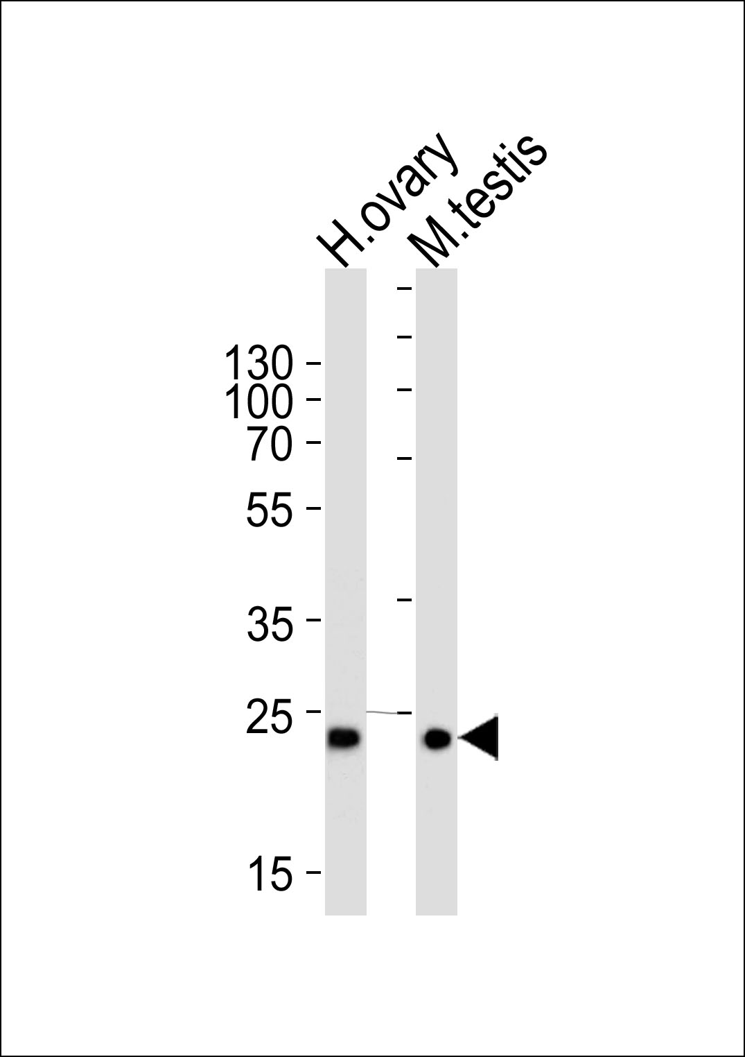 PLD6