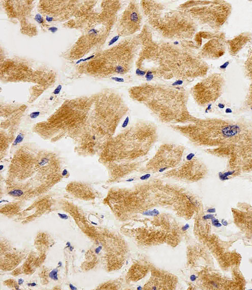 Rabbit Polyclonal Antibody to AK4