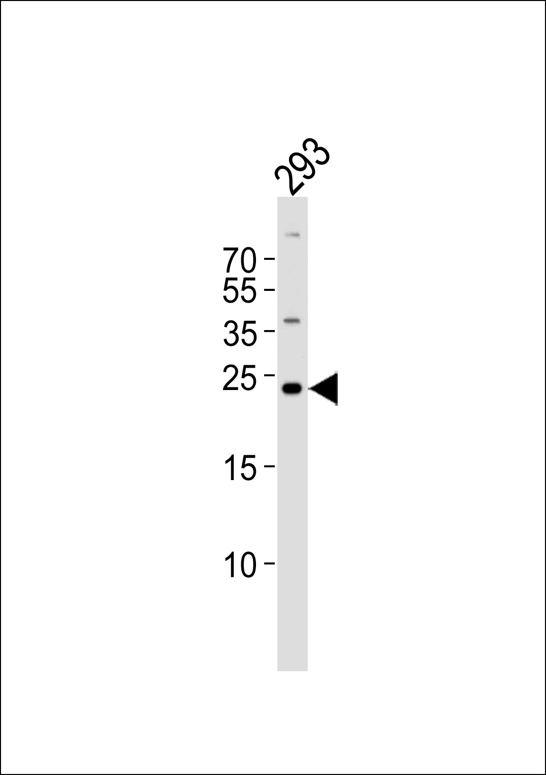 GADD45GIP1 (N-term)