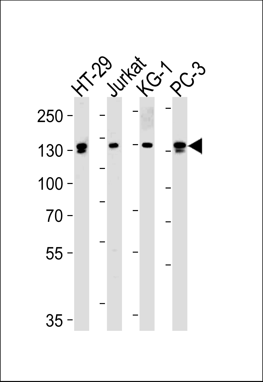 TAF2