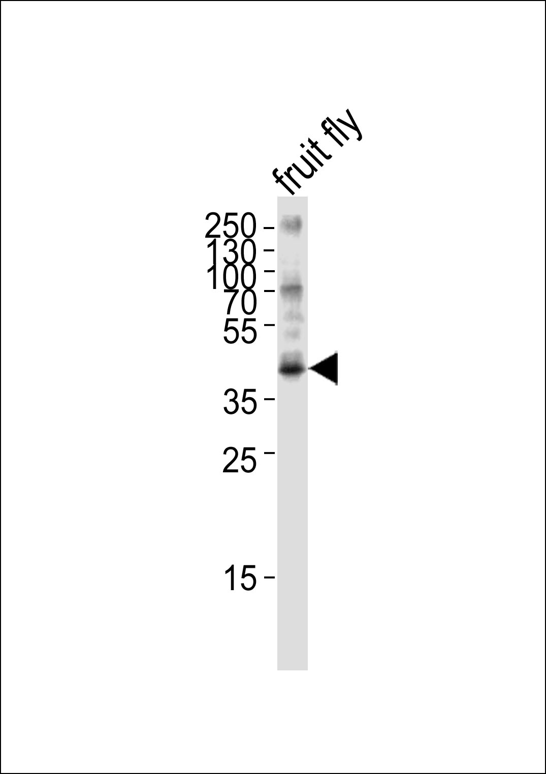 BUB3 (Drosophila)