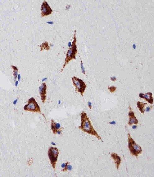 Mouse Monoclonal Antibody to RPS6 (N-term)