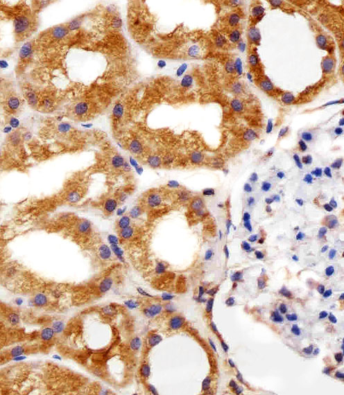 Mouse Monoclonal Antibody to RPS6 (N-term)