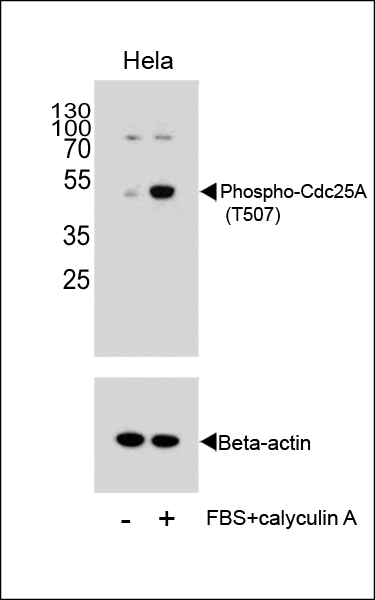 Phospho-CDC25A(T507)