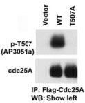 Rabbit Polyclonal Antibody to Phospho-CDC25A(T507)