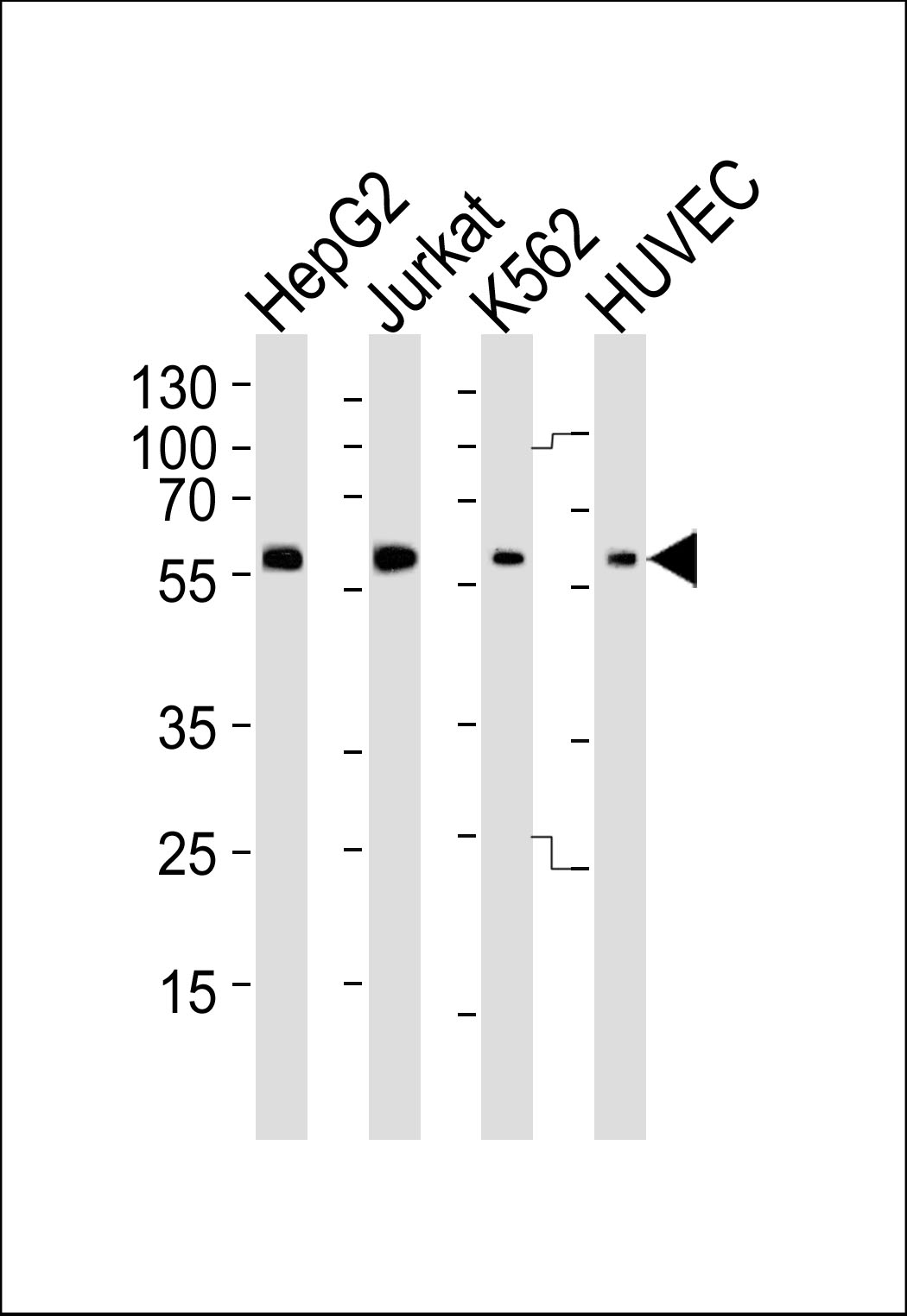 HUMAN-SHB(Y268)