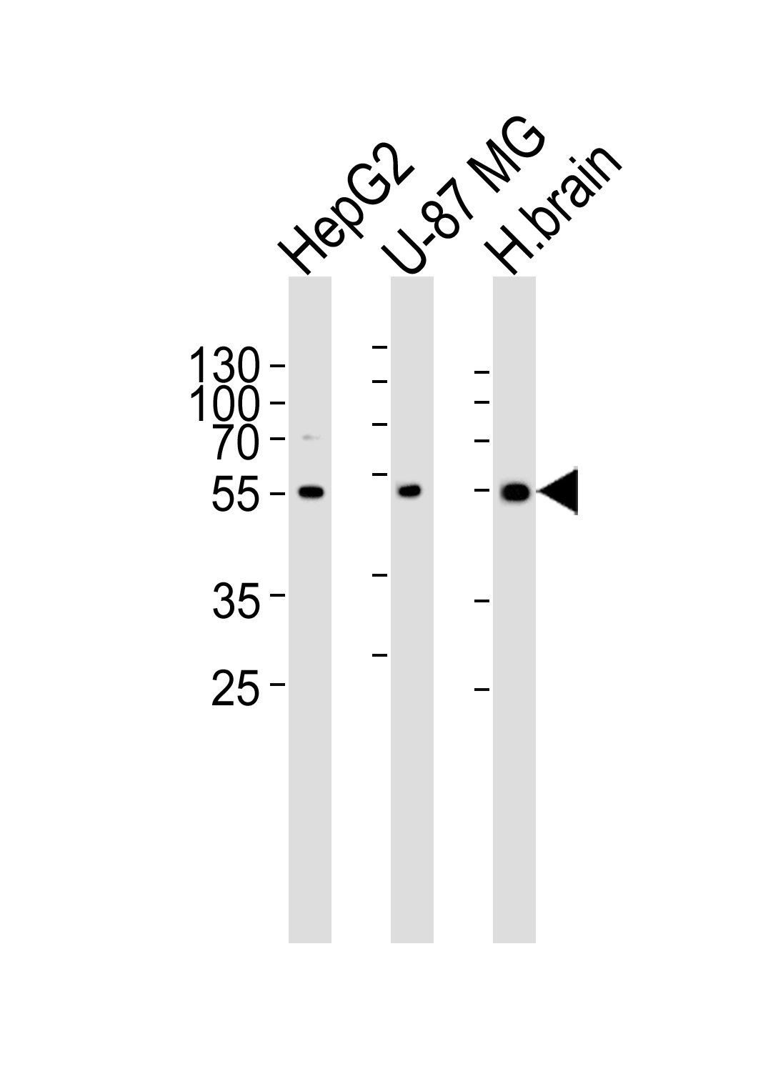 RGS20