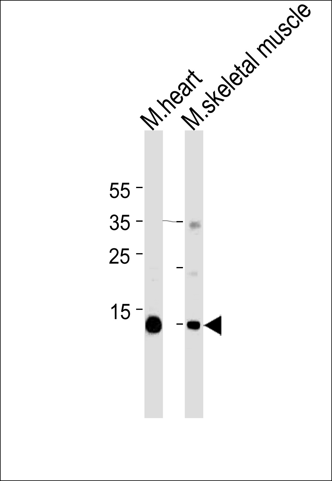 Myoglobin
