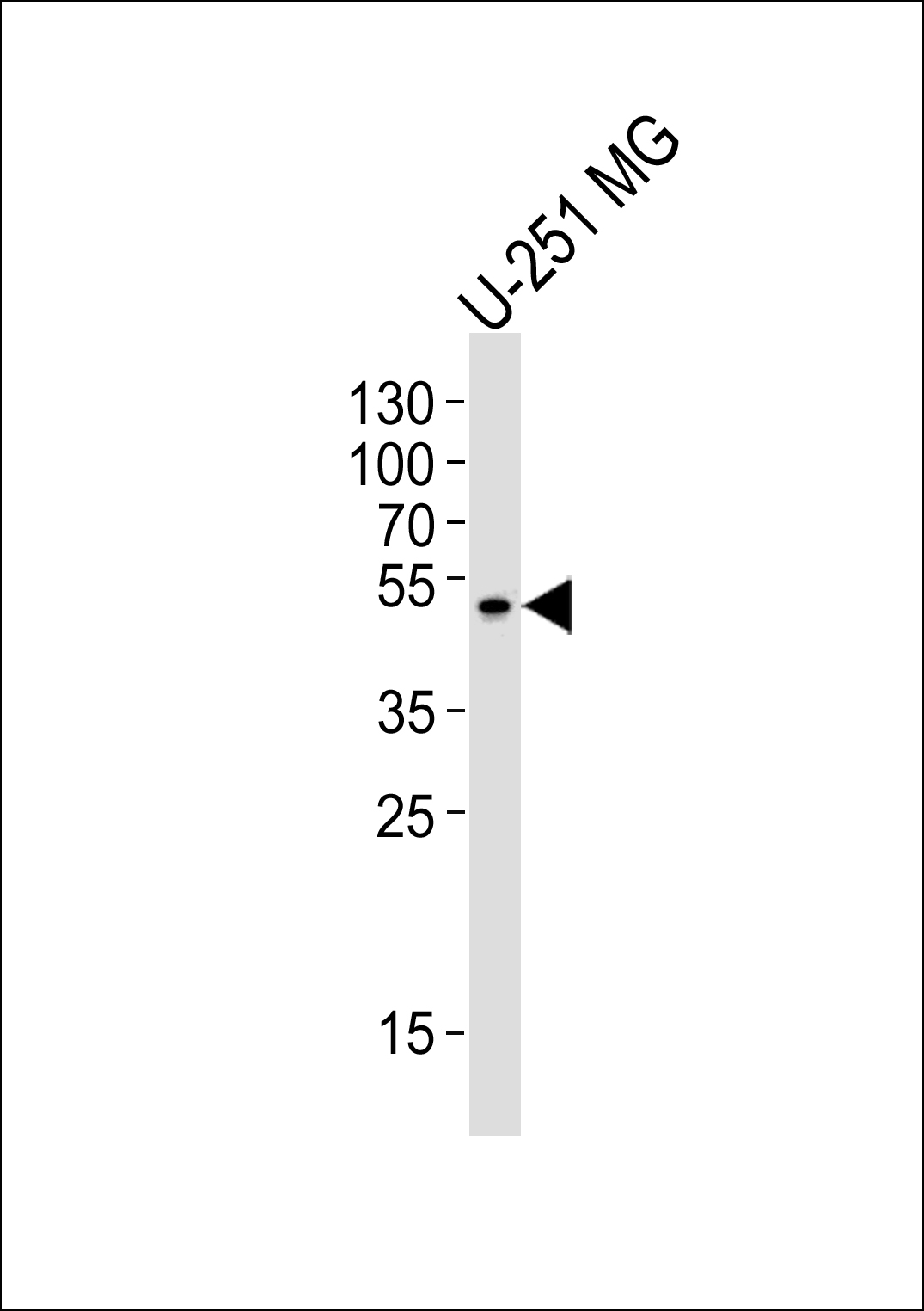 ZNF830