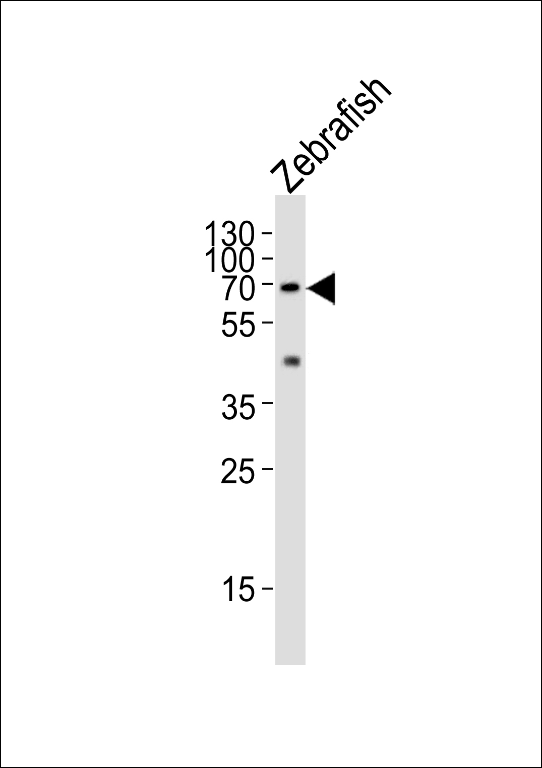 (DANRE) lcp1 (N-term)