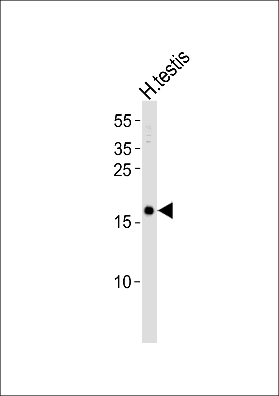 SPANXA1 (N-term)