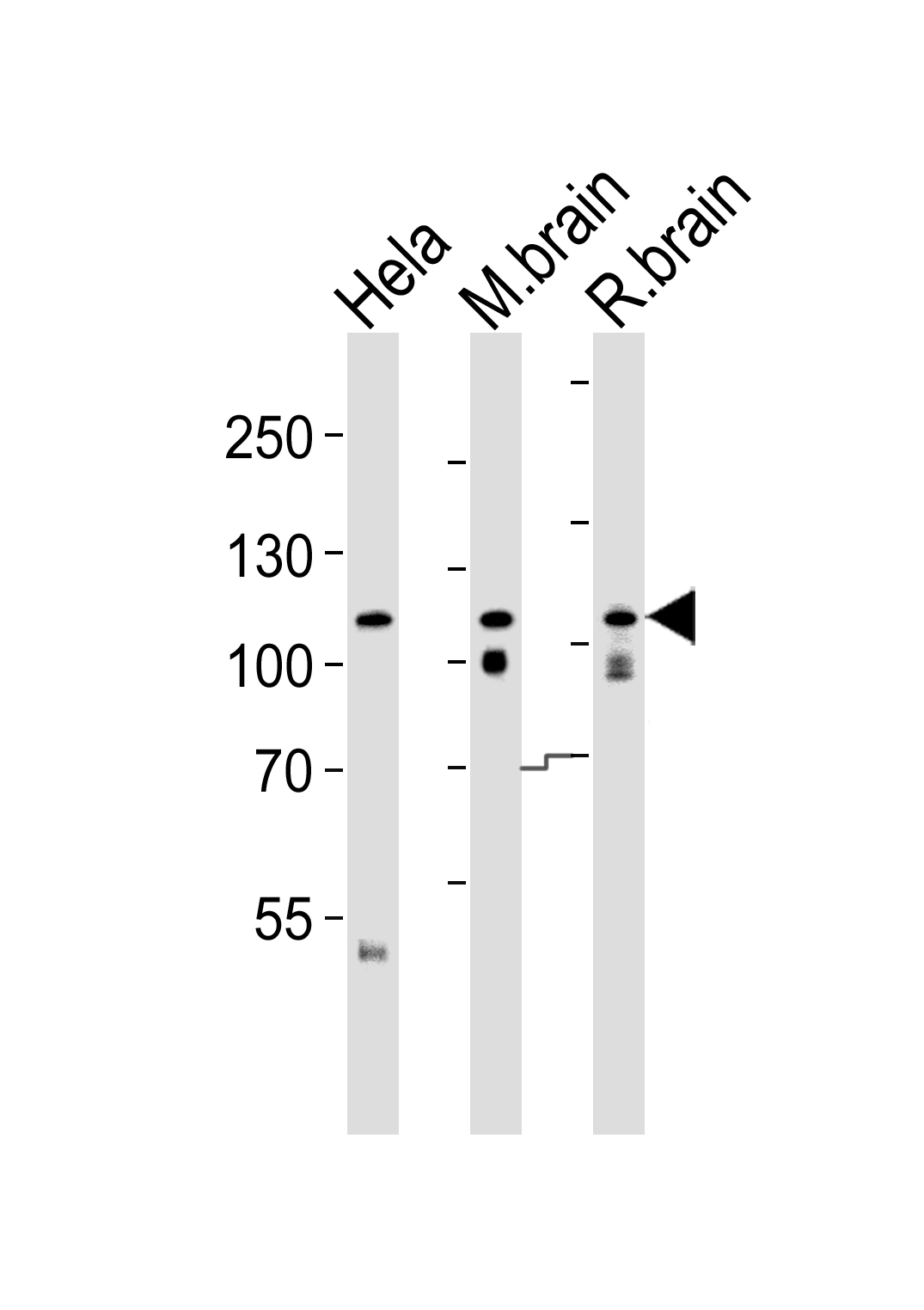 OPA1(form S1)